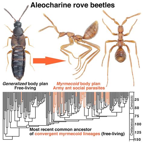 Evolution of Ant-Mimicking Beetles