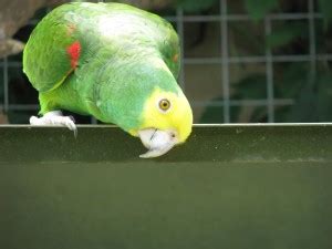Free picture: bird, red, parrot