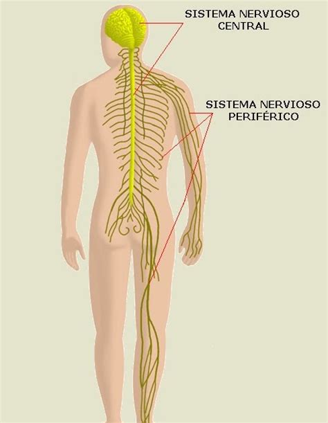 CIENCIAS BIOLOGICAS: ANATOMIA Y FISIOLOGIA DEL SISTEMA NERVIOSO SOMATICO