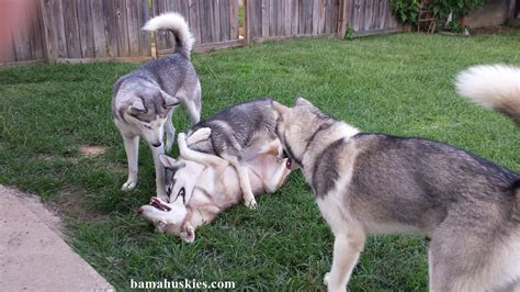 Husky Puppies At Play – Siberian Husky Puppies For Sale