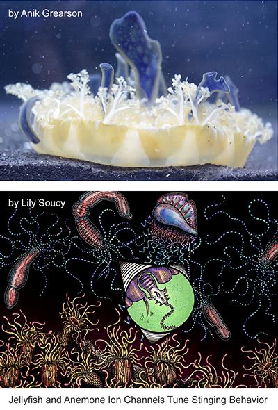 To Sting or Not to Sting: How Changes to an Ion Channel Shape Sea ...