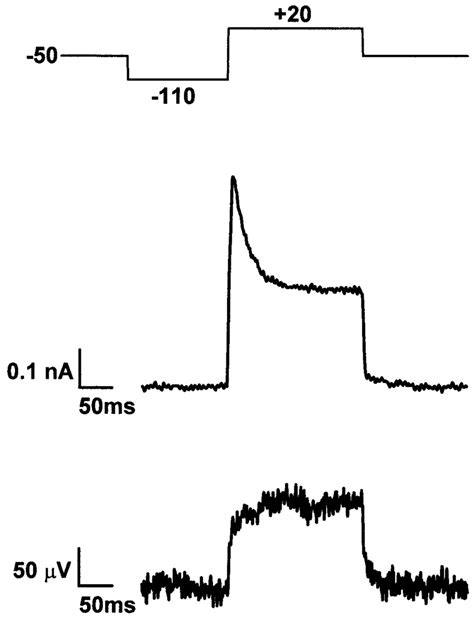 Voltage-clamp experiment of cultured neuron. Top, Protocol of... | Download Scientific Diagram