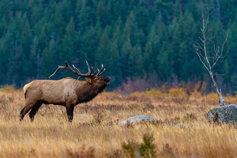 Elk Sounds: Why Bulls, Cows, and Calves Make Certain Noises