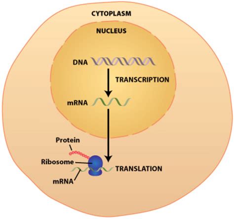 protein synthesis timeline | Timetoast timelines