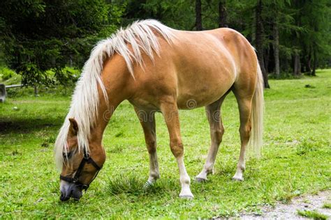 Haflinger horse stock image. Image of grazing, dolomites - 77925339