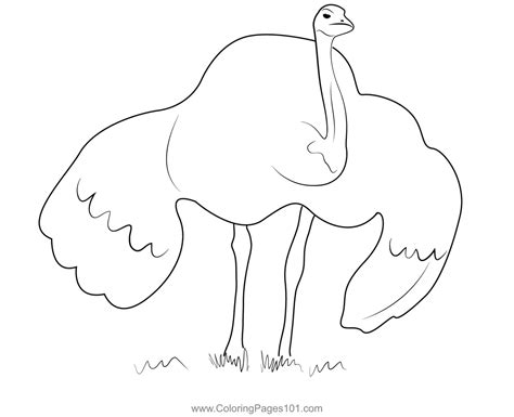 Flightless Emu Bird Coloring Page for Kids - Free Emus Printable Coloring Pages Online for Kids ...