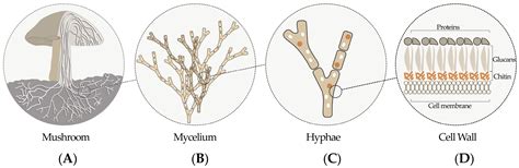 Biomimetics | Free Full-Text | Three-Dimensional Printing of Living Mycelium-Based Composites ...