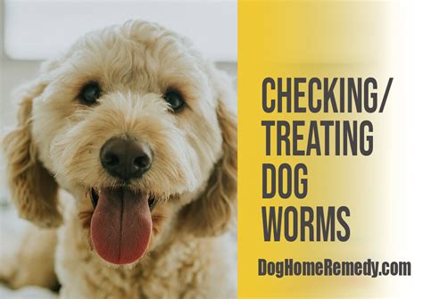 Natural Remedy : Checking & Treating Worms in your dog - Dog Home Remedy