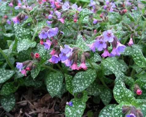 Product Viewer - PULMONARIA MRS. MOON