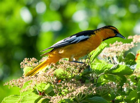 World Beautiful Birds : Bullock's Orioles Birds | Interesting Facts ...