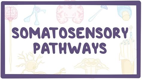 Somatosensory pathways: Video, Causes, & Meaning | Osmosis