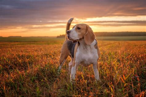 Coonhound Beagle Mix: Presenting The Finest Hunting Dog