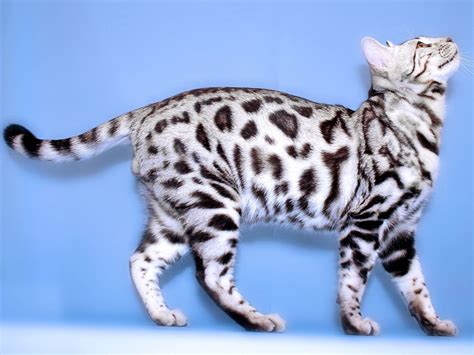 Pin by Isabel Furler on Cats & Dogs | White bengal cat, Rare cat breeds ...