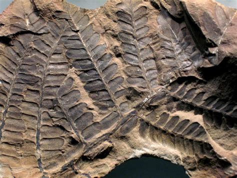 Fossil Flower – Scienceandsf -A Blog Published by Robert A. Lawler