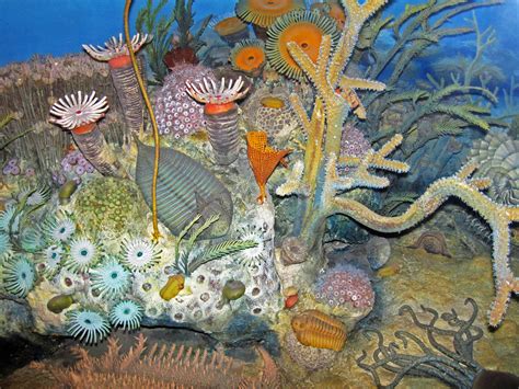 Diorama of a Devonian seafloor - solitary & colonial coral… | Flickr