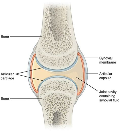 Synovial Joint (Diarthrosis): Definition, Types, Structure, Examples