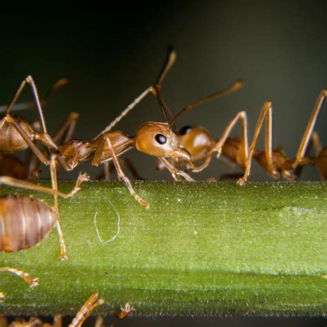 How to Get Rid of Fire Ants - Proactive Pest Control