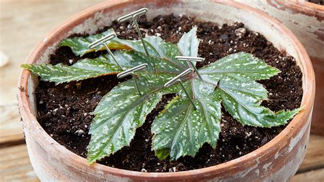 How to Propagate Rex Begonias from Leaf Cuttings | Garden Gate