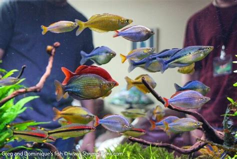 Rainbowfish tank! | Rainbow fish, Freshwater aquarium fish, Tropical fish aquarium