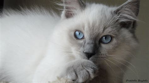 Blue Colorpoint Ragdoll Kitten Ragdoll Cat Price, Ragdoll Cats For Sale, Ragdoll Kittens ...