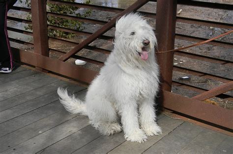 Pyredoodle Dog Breed Health, Temperament, Training, Feeding and Puppies ...