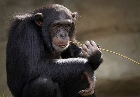 220+ Best Chimpanzee Names - Popular Chimpanzee Name Ideas