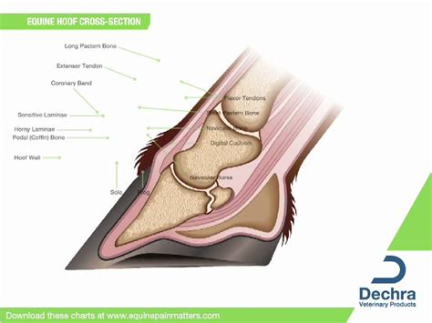 Equine Anatomy Video - YouTube