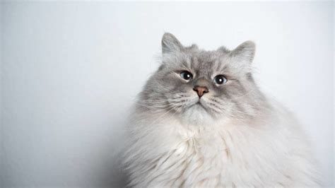 10 Special Tips On How To Care For a Ragdoll Cat - Ragdollcare