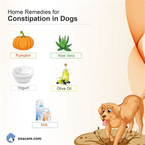 How To Help Constipated Dog - Apartmentairline8