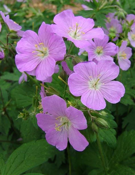 Geranium maculatum | Stonehouse Nursery