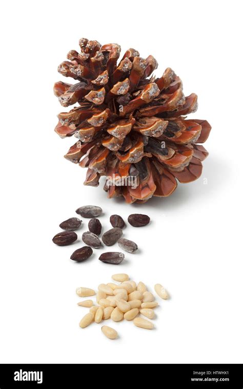 Pine Cone Seeds Look Like