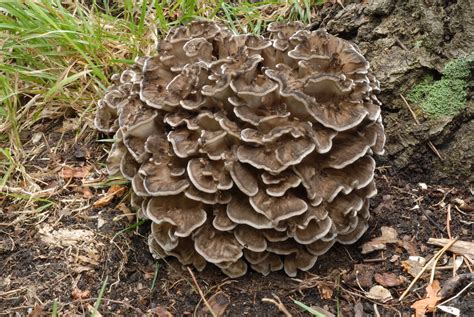 Hen of the Woods (Edible Mushrooms In Ontario) · iNaturalist.org