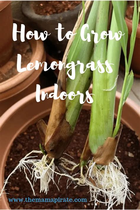 How to Grow Lemongrass Indoors in Containers: Easy Guide