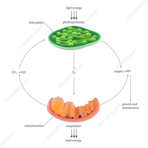 [Download 49+] Get Photosynthesis And Respiration Background jpg