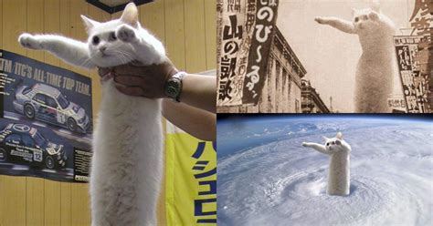 Remember Longcat? The internet meme icon has finally passed away at the age of 18. - Culture