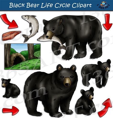 Black Bear Life Cycle | Images and Photos finder