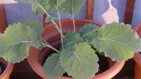 How l grew vegetables in a flowerpot #gardening #covo #gardeningmakesmehappy - YouTube