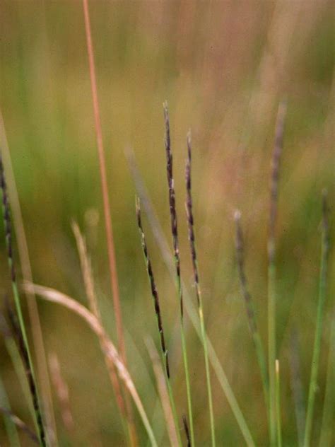 Great Bentley Village Green: a once and future Essex heathland? | Chris Gibson Wildlife