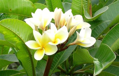 Plumeria alba - Alchetron, The Free Social Encyclopedia