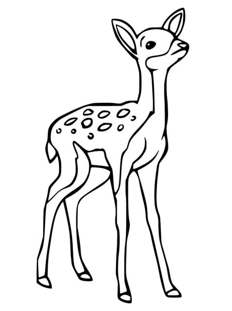 Fawn Baby Deer Coloring Page - Free Printable Coloring Pages for Kids