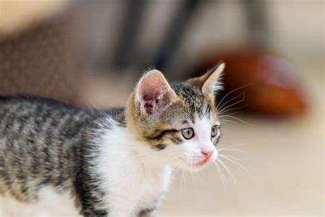 Baby Cat Playing stock photo. Image of face, green, field - 73437404