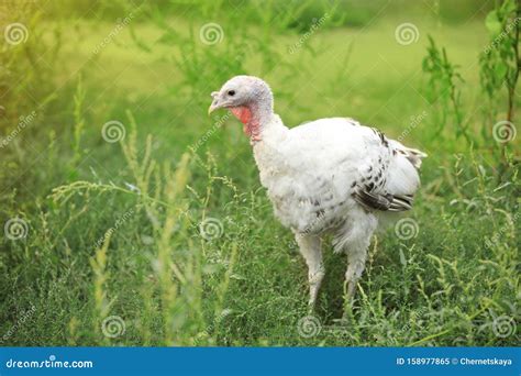 Domestic Turkey with White Feathers Outdoors. Stock Image - Image of ...