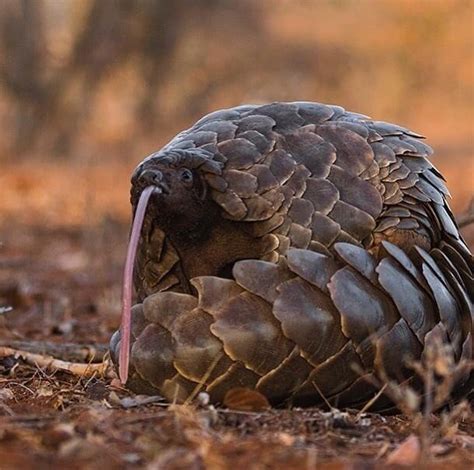 About Pangolins - Save Pangolins