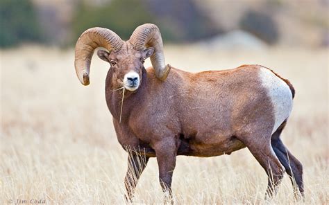 Bighorn Sheep Hunting Wyoming | Best of the West Outfitters