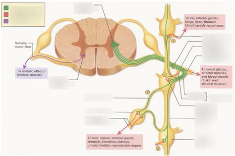 Preganglionic Motor Neuron