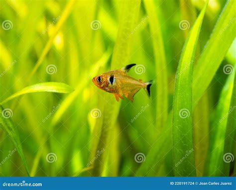 Red Phantom Tetra Hyphessobrycon Sweglesi Macro Close Up in a Fish Tank ...