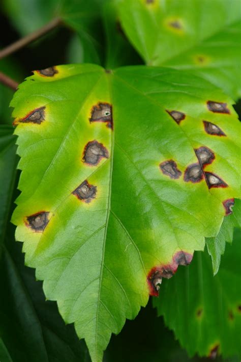 Hibiscus: Bacterial leaf spot caused by Pseudomonas cichor… | Flickr