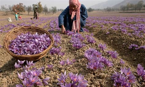 Kashmir loses 2200 hectares of saffron land in 2 decades – Nigahban/نگهبان