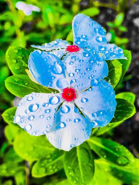 Flower with rain drops Photograph by Carmen Clark - Fine Art America