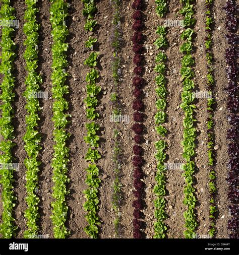 Vegetable garden aerial hi-res stock photography and images - Alamy